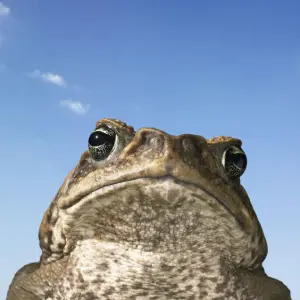 Cane Toads in SW Florida