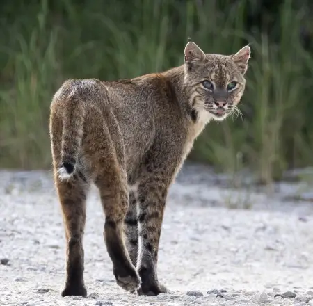 South Florida’s Wild Predators: Bobcats, Alligators, and Florida Panthers