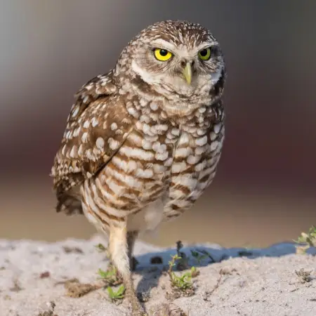 Burrowing Owls: Cape Coral’s Beloved Feathered Residents