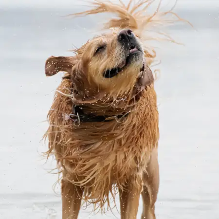 Bonita Beach Dog Park: Southwest Florida’s Favorite Beach for Dogs